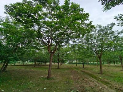 國槐樹(shù)種植：生態(tài)與經(jīng)濟效益的雙贏(yíng)選擇