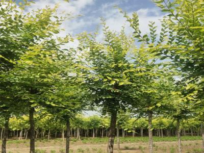 國槐樹(shù)種植：從選苗到管理的全方位解析