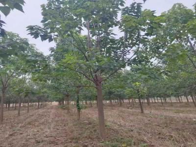 楸樹(shù)抗逆境養護策略_苗木價(jià)格行情免費報價(jià)